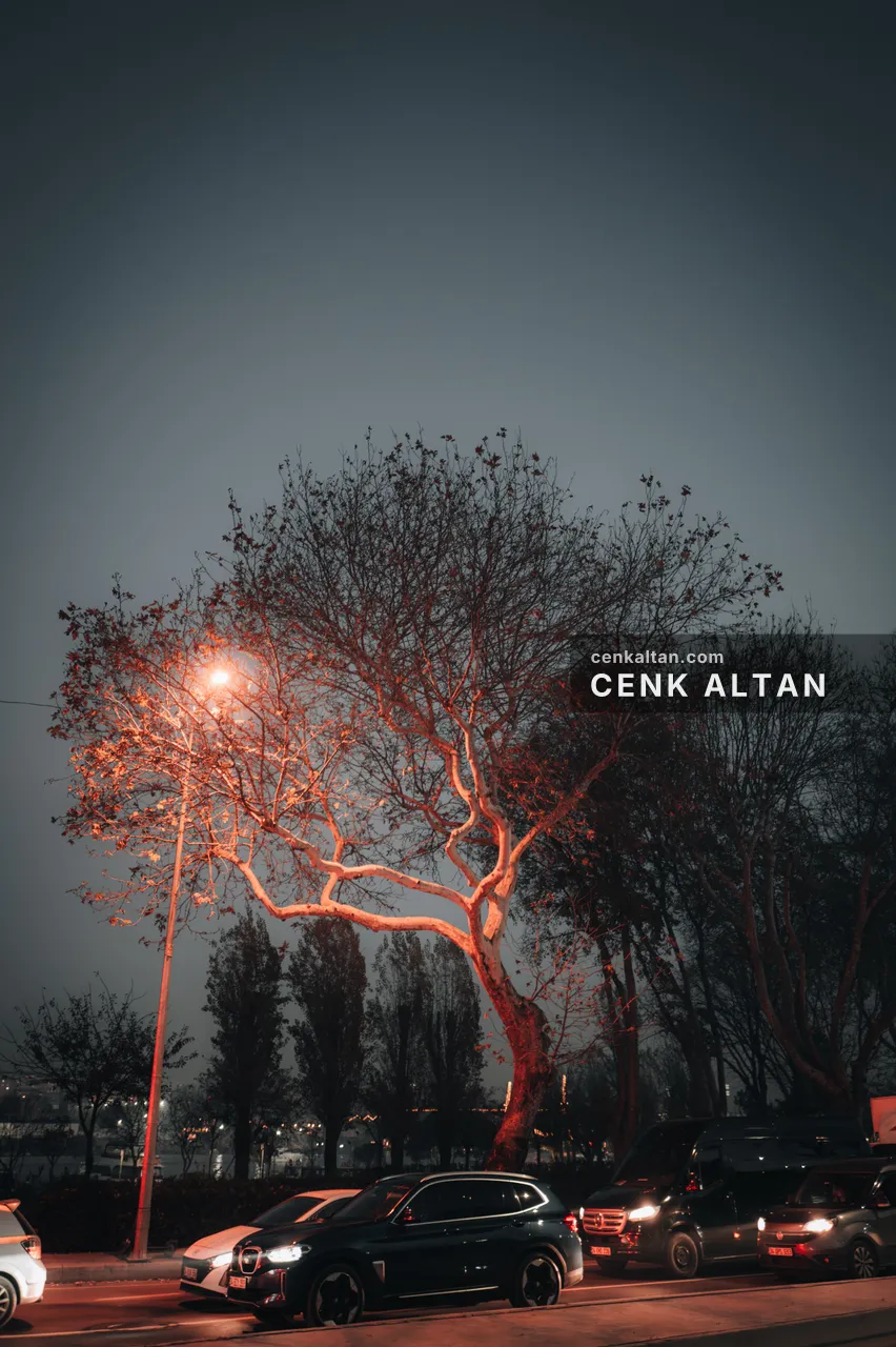 Gece, sokak lambasının ışığında yaprak dökmüş bir ağaç ve altında park etmiş arabalar