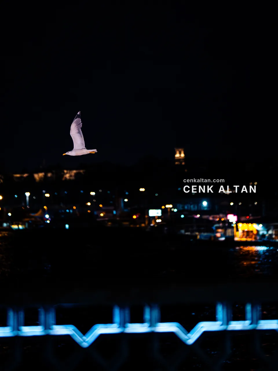 Gece şehir ışıklarının önünde uçan tek bir martı