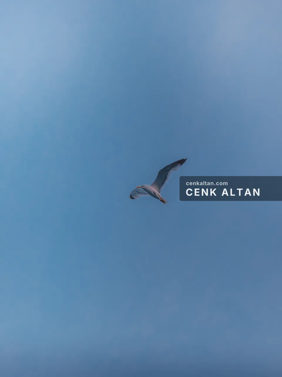 Açık mavi boş gökyüzünde tek martı