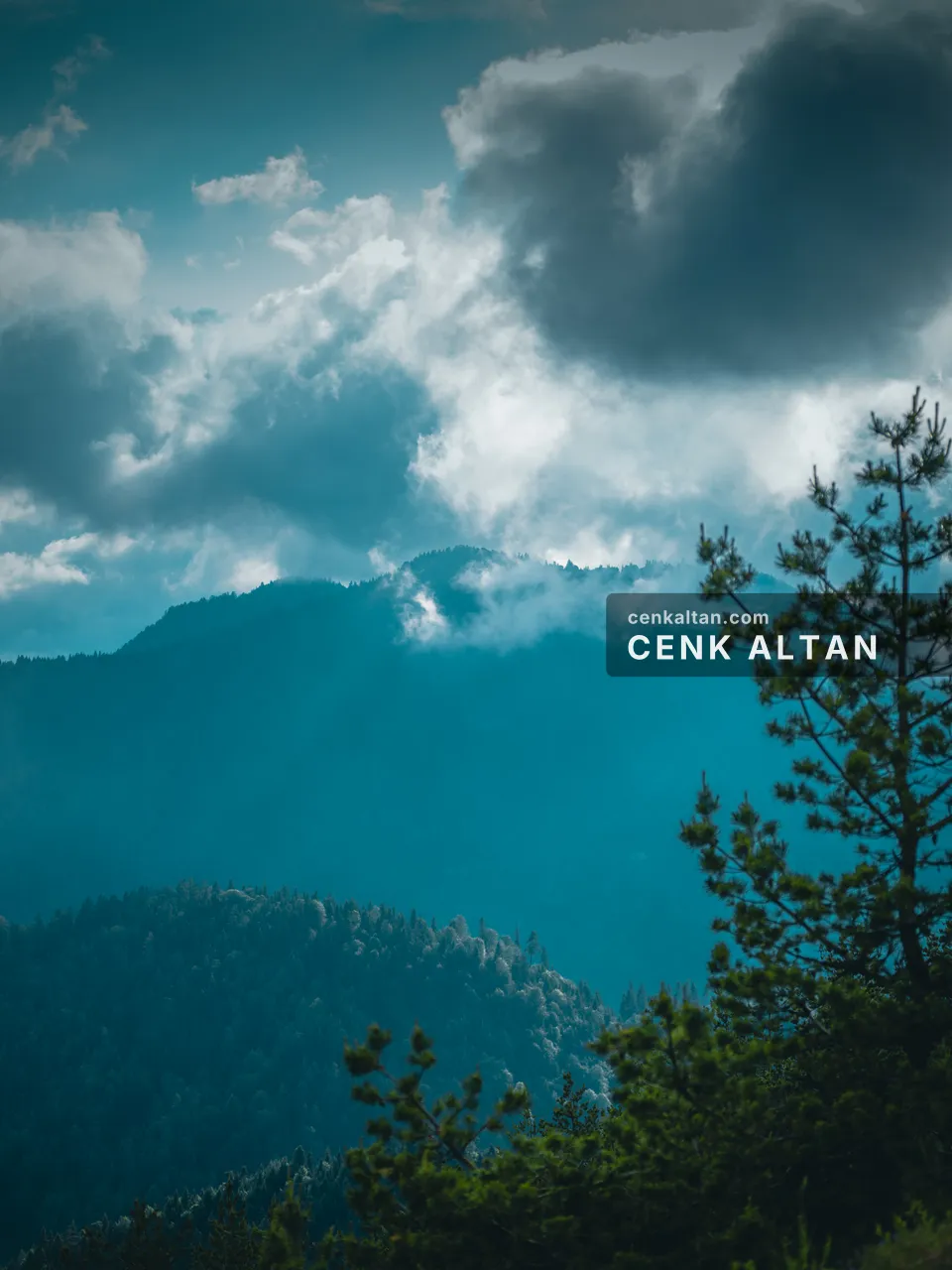 Bulutların sardığı dağlar ve önde çam ağaçları