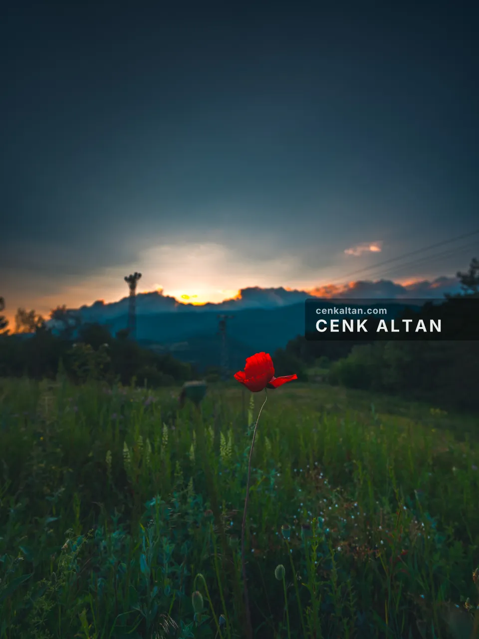 Akşam alacasında çayırda tek bir kırmızı gelincik