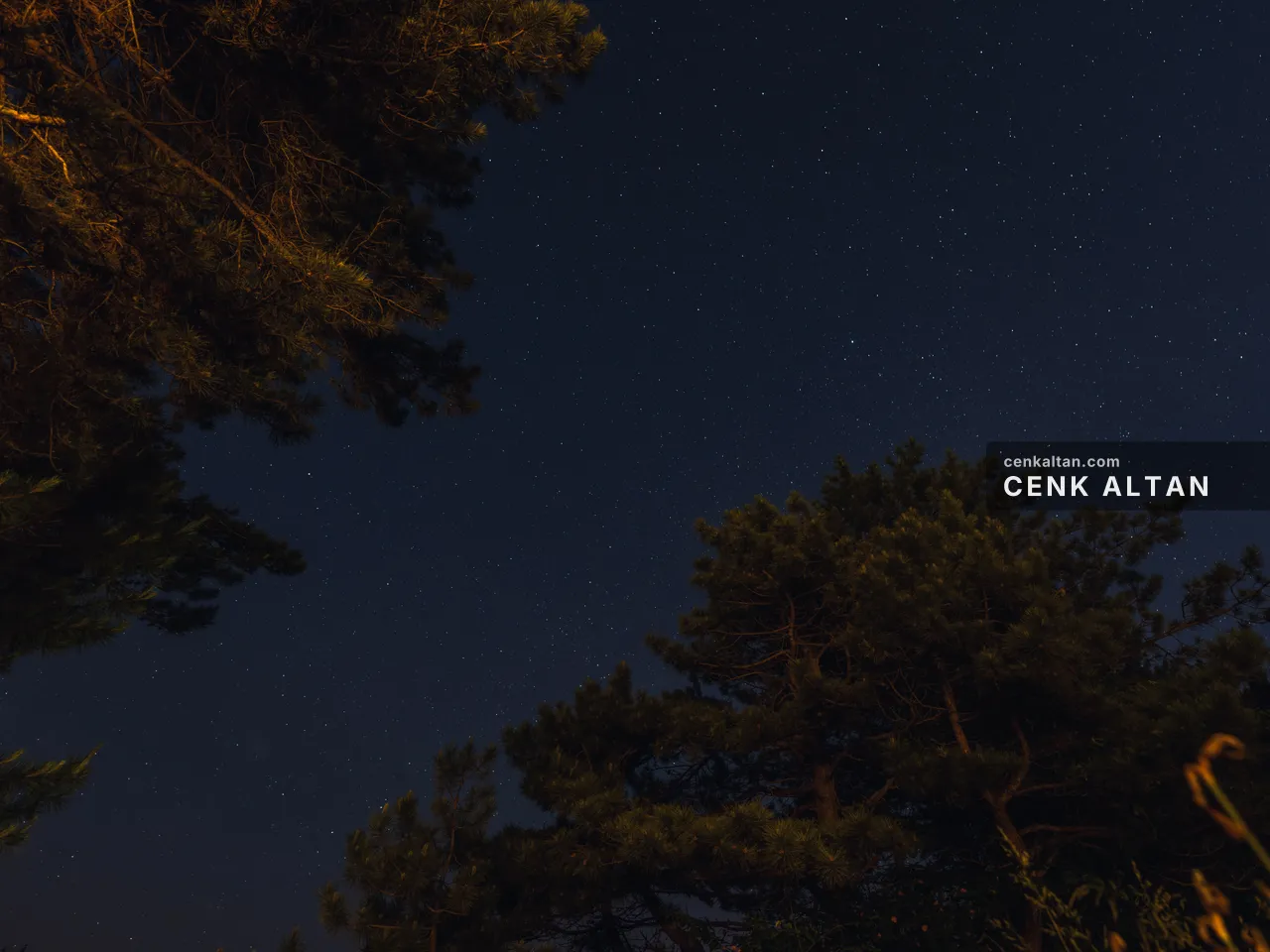 Gece gökyüzüne karşı çam silüetleri ve yıldızlar