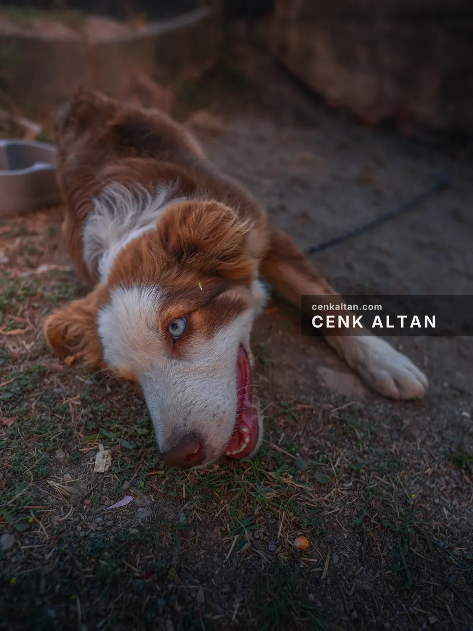Toprakta yan yatmış, dili dışarıda dinlenen köpek