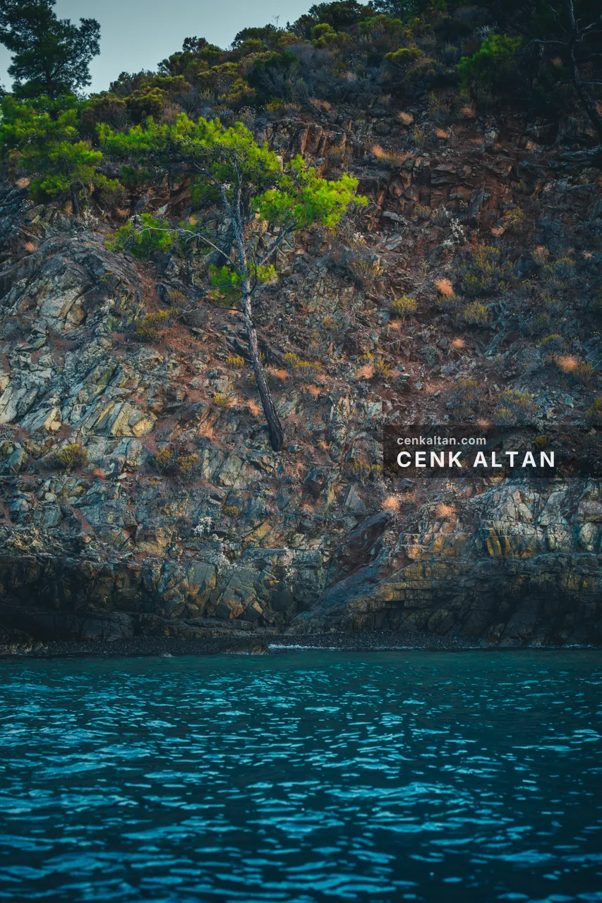 Çam ağaçlı kayalık kıyı ve turkuaz deniz