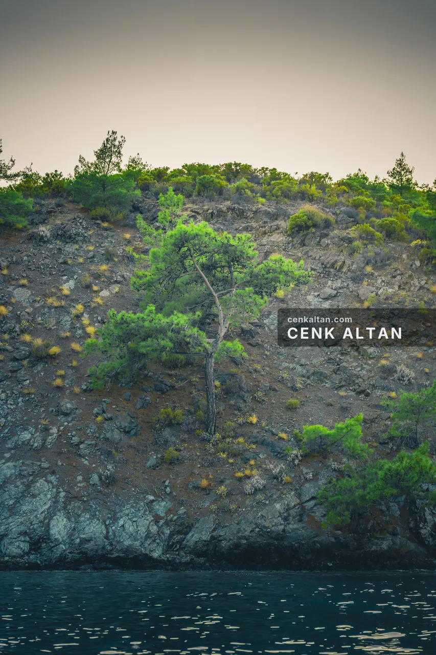 Kayalık yamaçta tek çam ağacı ve altta deniz